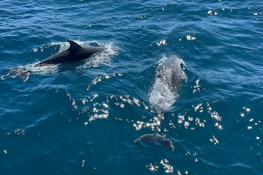 A dolphin swimming in the ocean. 3