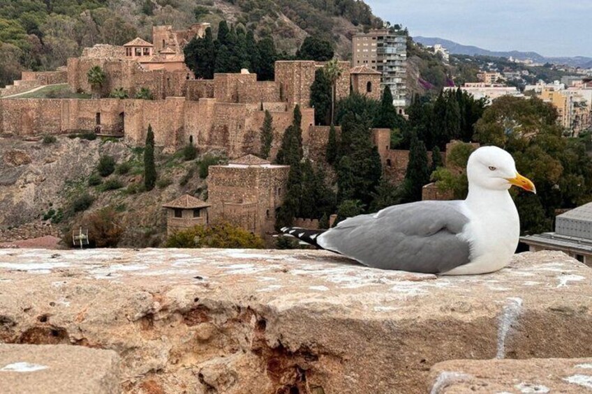 A seagull on a stone ledge with a historic cityscape in the background. 4