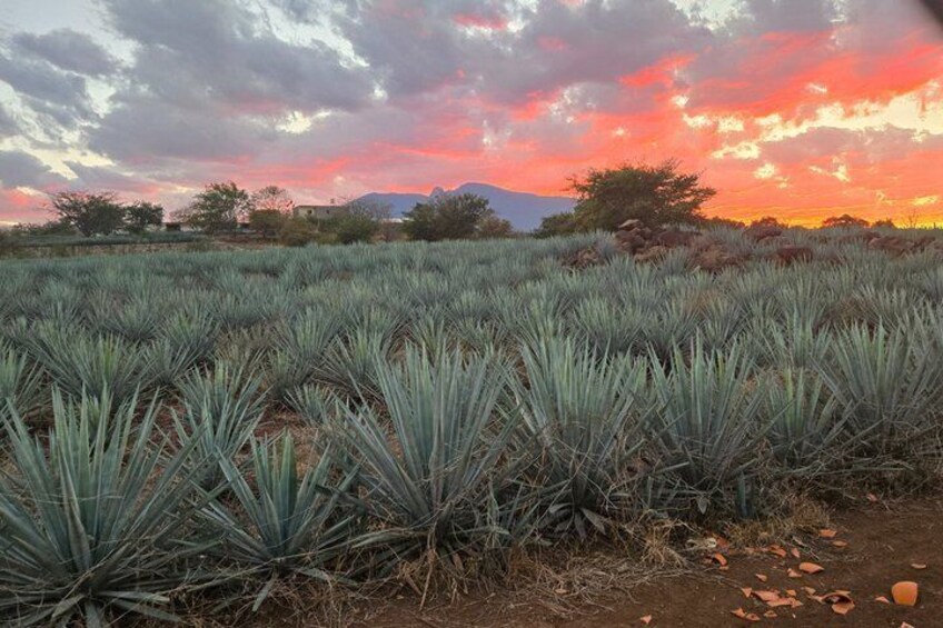 A field of agave plants with a sunset sky. 5