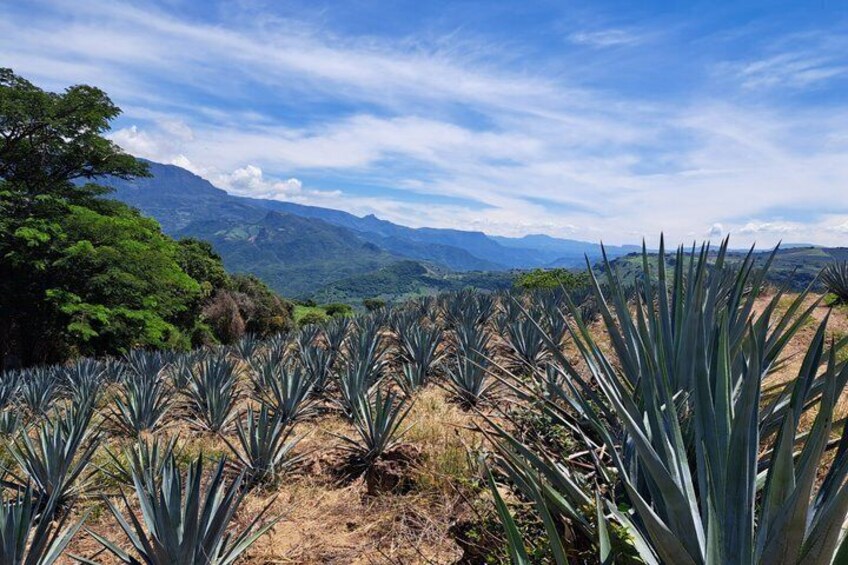 A landscape with agave plants and distant mountains under a blue sky. 4