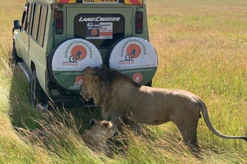 A lion and a cub near a Land Cruiser with 'Gracetown Ecotours Kenya' branding. 4