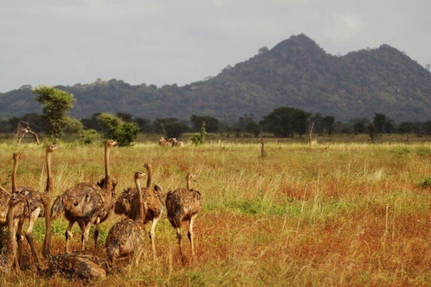 A group of ostriches in a grassy field with a mountain in the background. 5