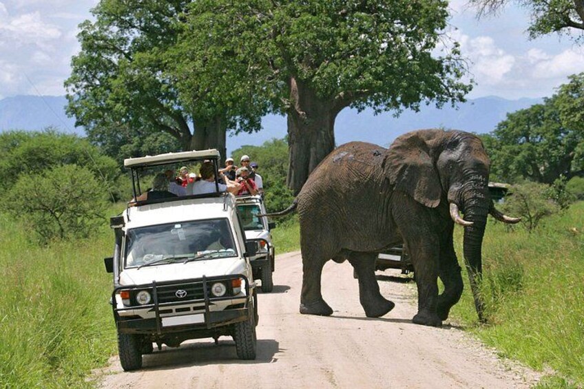 A safari vehicle on a dirt road with an elephant walking beside it. 2