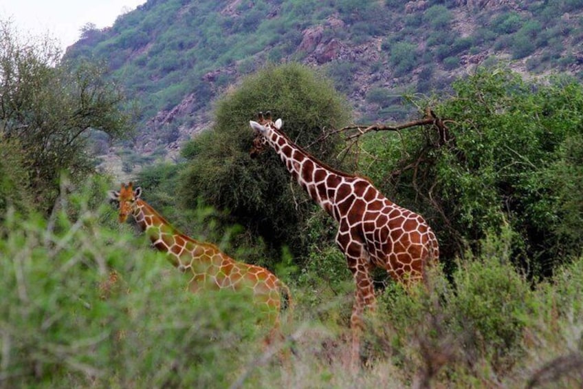 Two giraffes in a natural landscape with dense vegetation and a hilly backdrop. 1