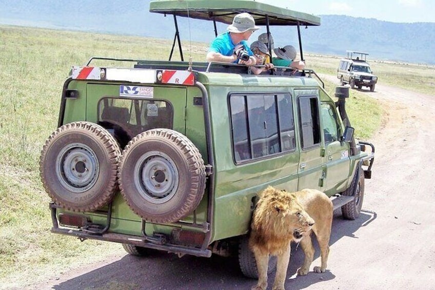 A green safari vehicle with two large spare tires on the back, a lion standing beside it, and another lion in the background. 2