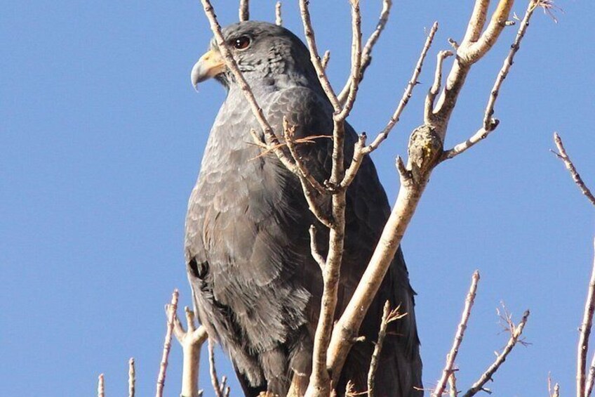Sunset Birdwatching Tour- Explore Sedona's Desert Wildlife 5