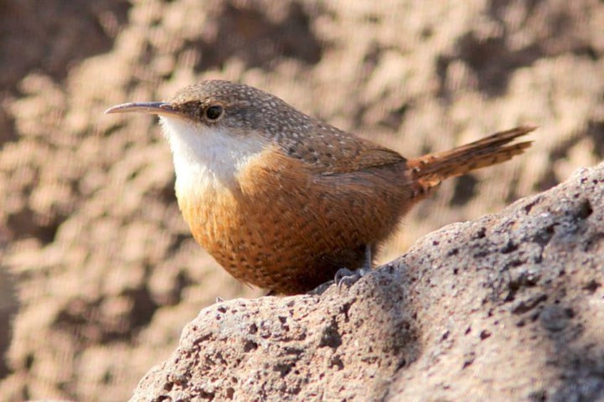 A bird perched on a rock. 1