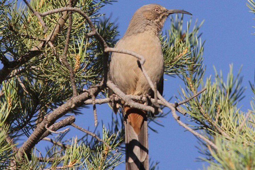 A bird perched on a tree branch. 2