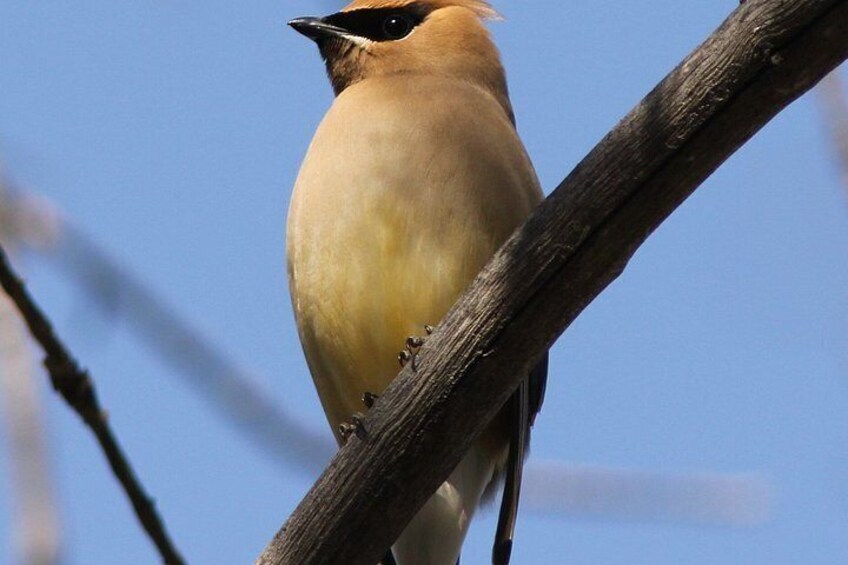 Sunset Birdwatching Tour- Explore Sedona's Desert Wildlife 4