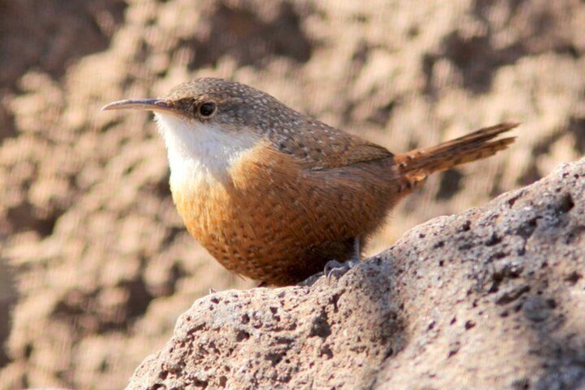 Sunset Birdwatching Tour- Explore Sedona's Desert Wildlife 1