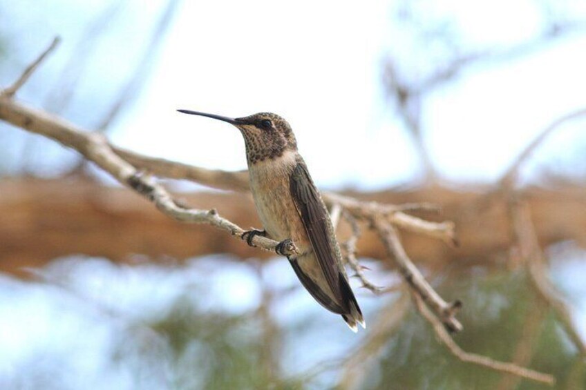 Sunset Birdwatching Tour- Explore Sedona's Desert Wildlife 3