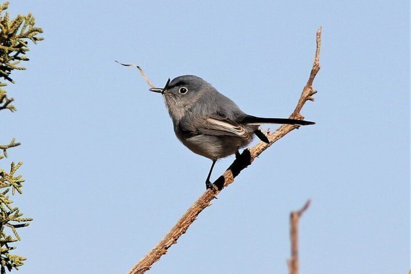 Sunset Birdwatching Tour- Explore Sedona's Desert Wildlife 2