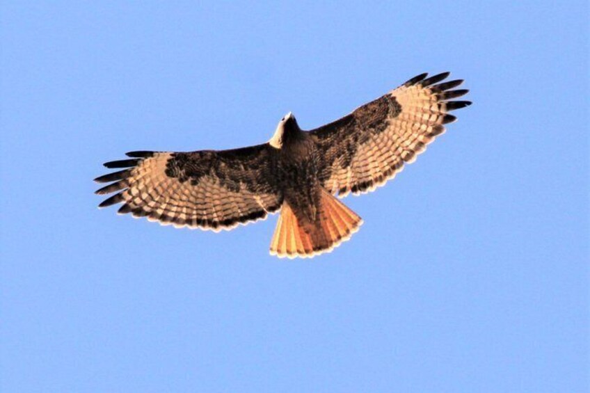 Sunset Birdwatching Tour- Explore Sedona's Desert Wildlife 3