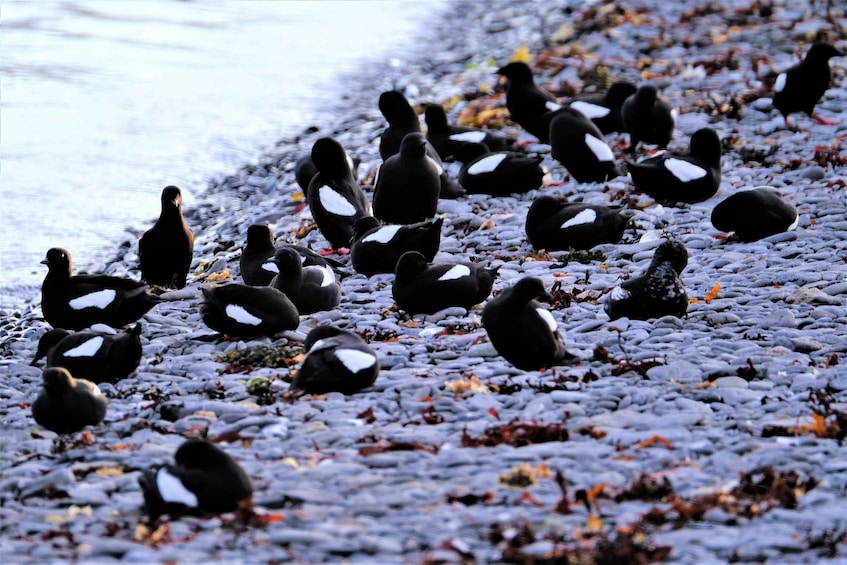 A group of ducks on a pebbled shore near water. 3