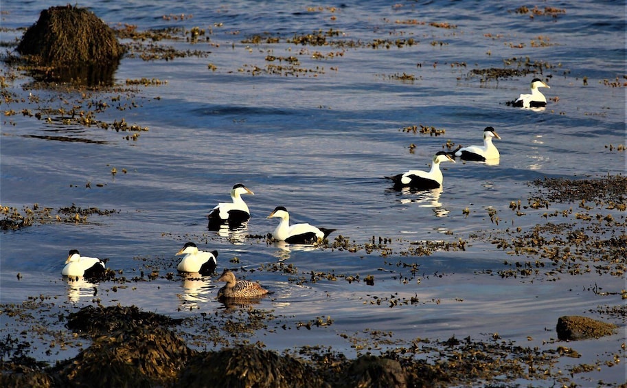 A group of ducks swimming in a body of water with floating vegetation. 2