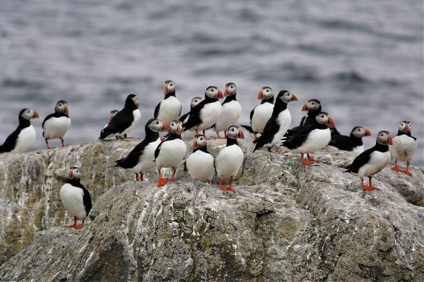 A group of puffins perched on rocky outcrops by the sea. 1