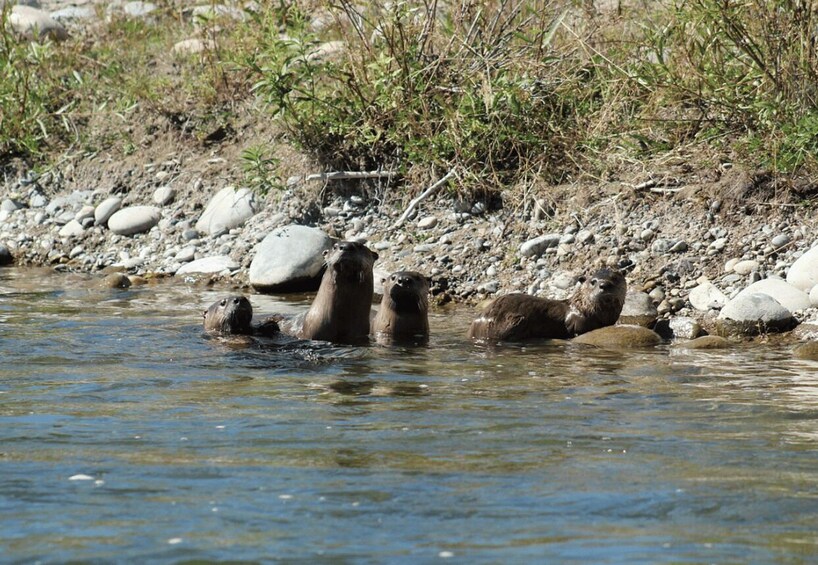 A river with rocks and vegetation along the banks. 2