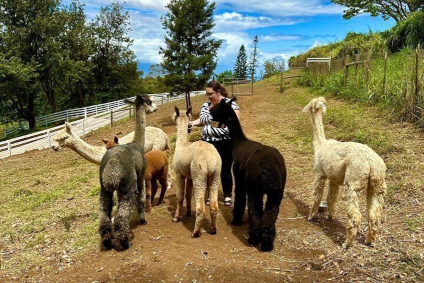 A person leading a group of alpacas on a dirt path surrounded by trees. 3