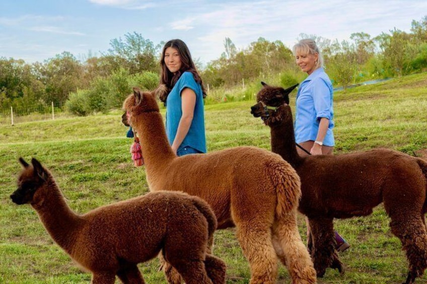 A person with llamas in a grassy field. 1