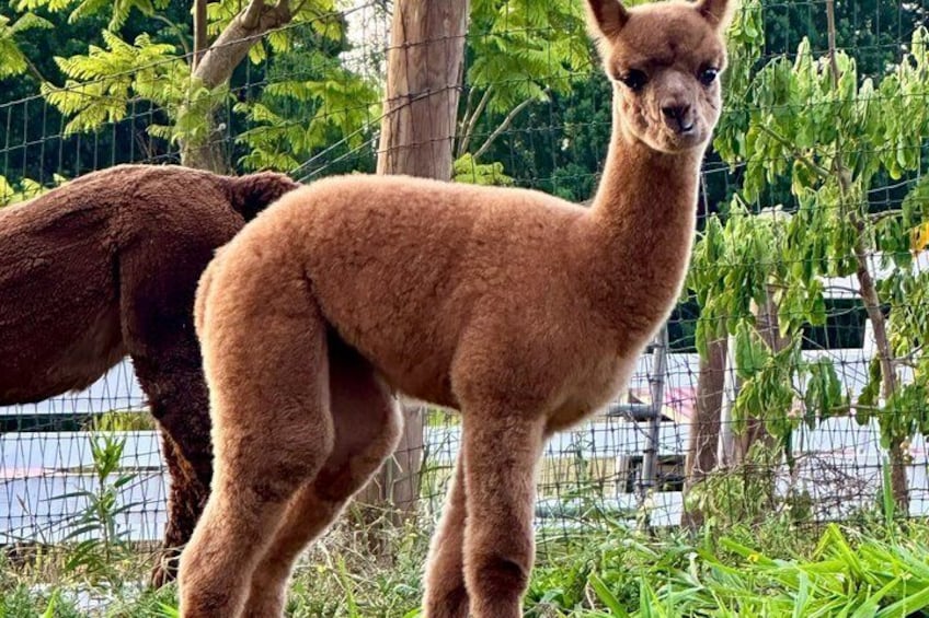 A llama standing in a fenced area with greenery and a wire fence in the background. 4