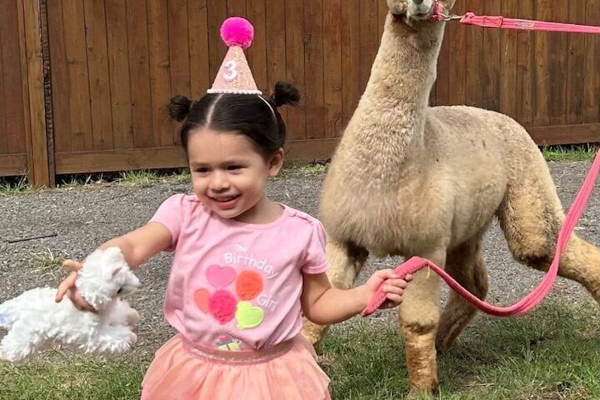 A child in a pink shirt with a birthday hat, holding a white dog, and standing next to a llama on a leash. 5