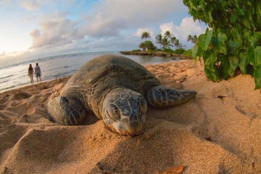 A sea turtle on a sandy beach with people in the background and a palm tree to the right. 1