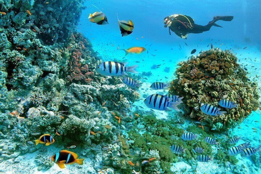 An underwater scene with a diver, coral reefs, and striped fish. 3