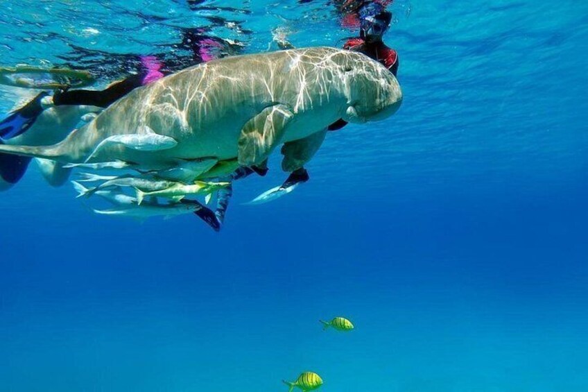 A large marine animal swimming underwater with a diver. 4