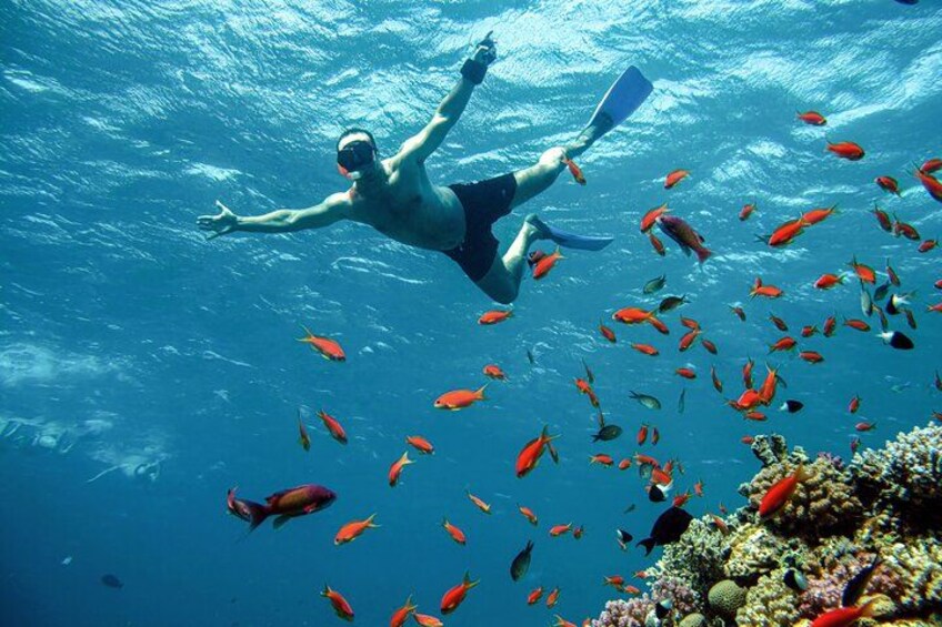 A person snorkeling underwater with a group of fish. 3