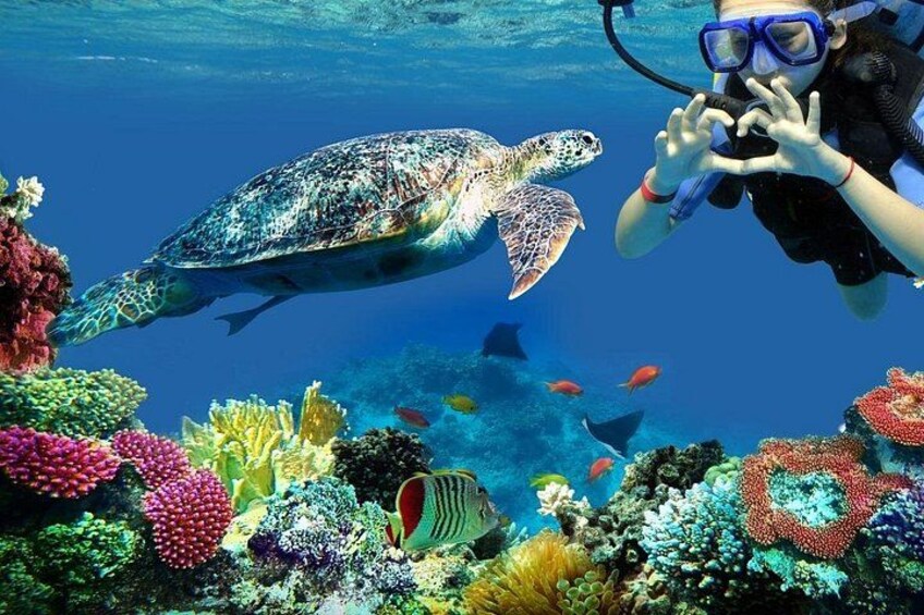 A diver with a camera, a sea turtle, and colorful coral reefs. 5