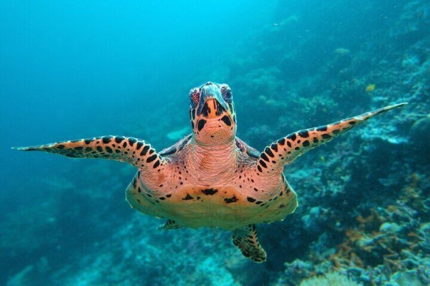 A sea turtle swimming underwater. 5