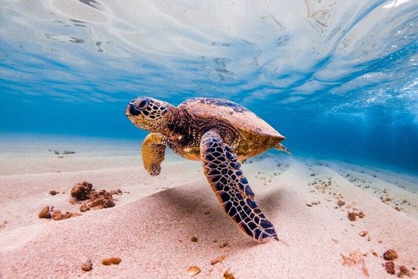 A sea turtle swimming underwater near a sandy beach. 1