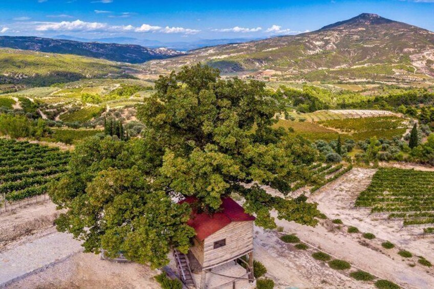 A vineyard with a red-roofed building amidst lush greenery and a mountain in the background. 1