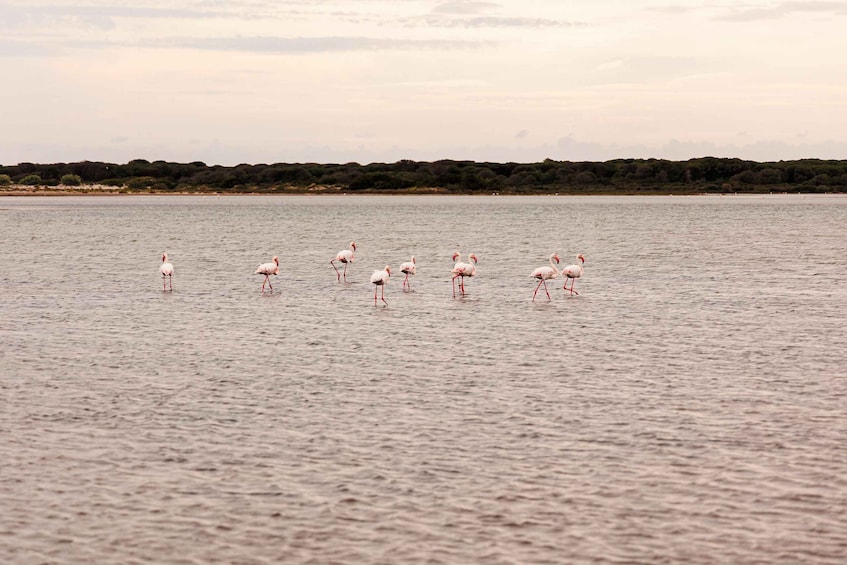 A group of flamingos standing in shallow water. 5