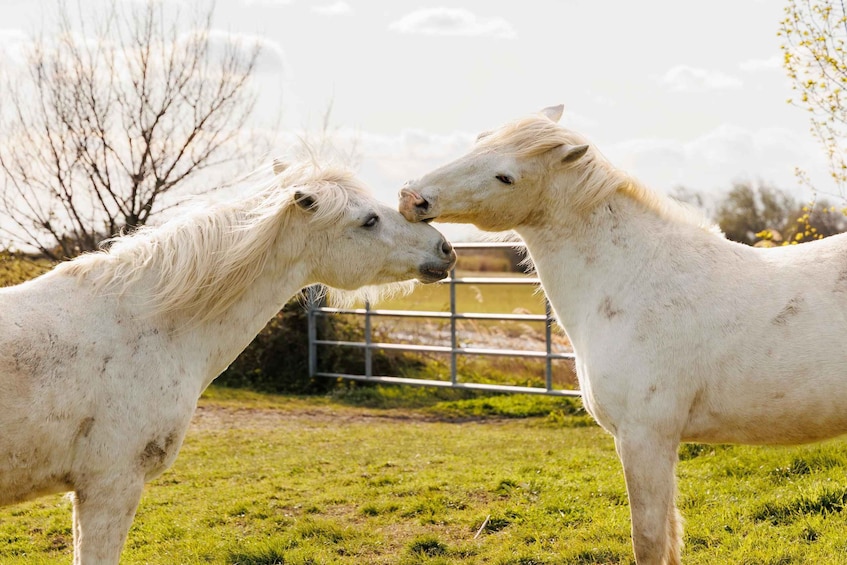 Two white horses standing in a grassy field with a metal fence and leafless trees in the background. 1