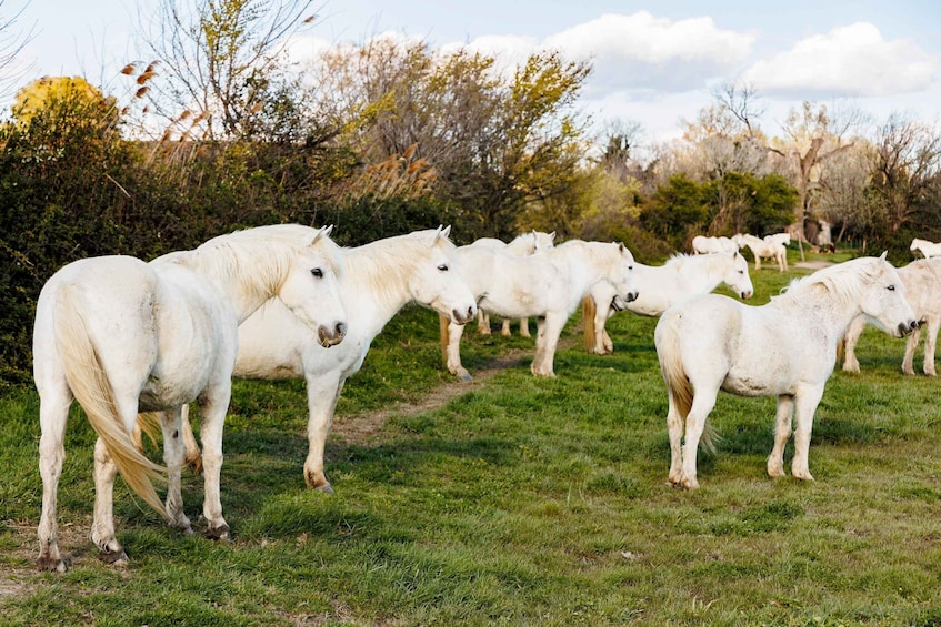 A herd of white horses grazing in a grassy field with trees in the background. 4