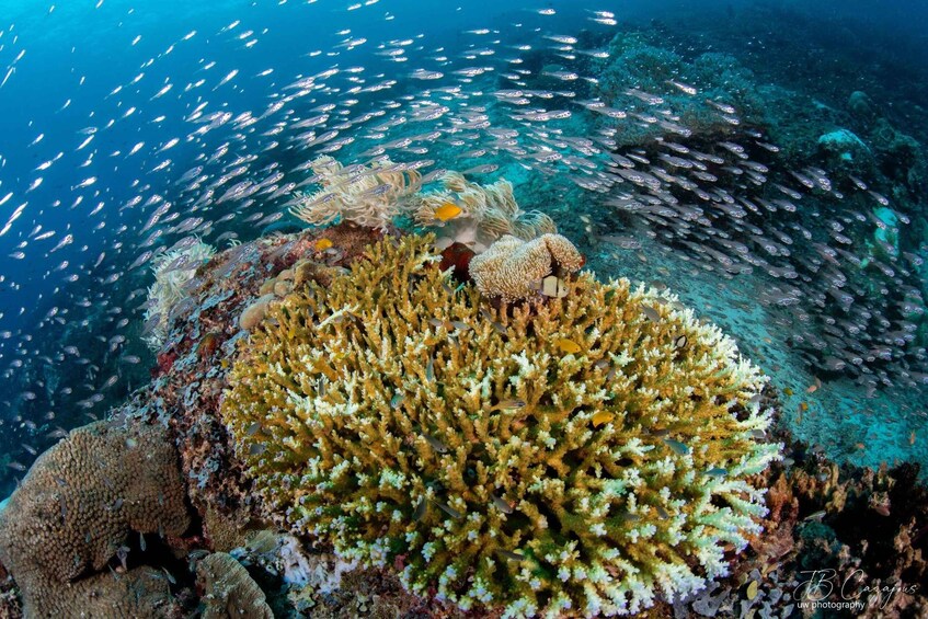 Nusa Penida: Snorkel + Tour Adventure 2 Days 1 Night 1