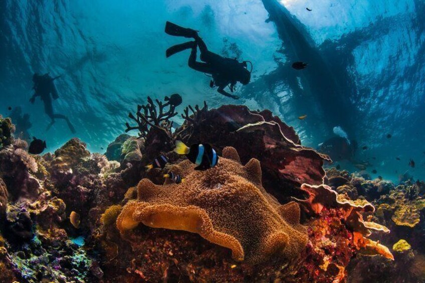 A diver exploring a vibrant coral reef with various fish species and a large sea turtle. 1