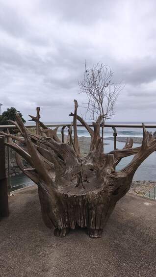 A large, weathered tree trunk sculpture with branches, located by a coastal walkway. 2
