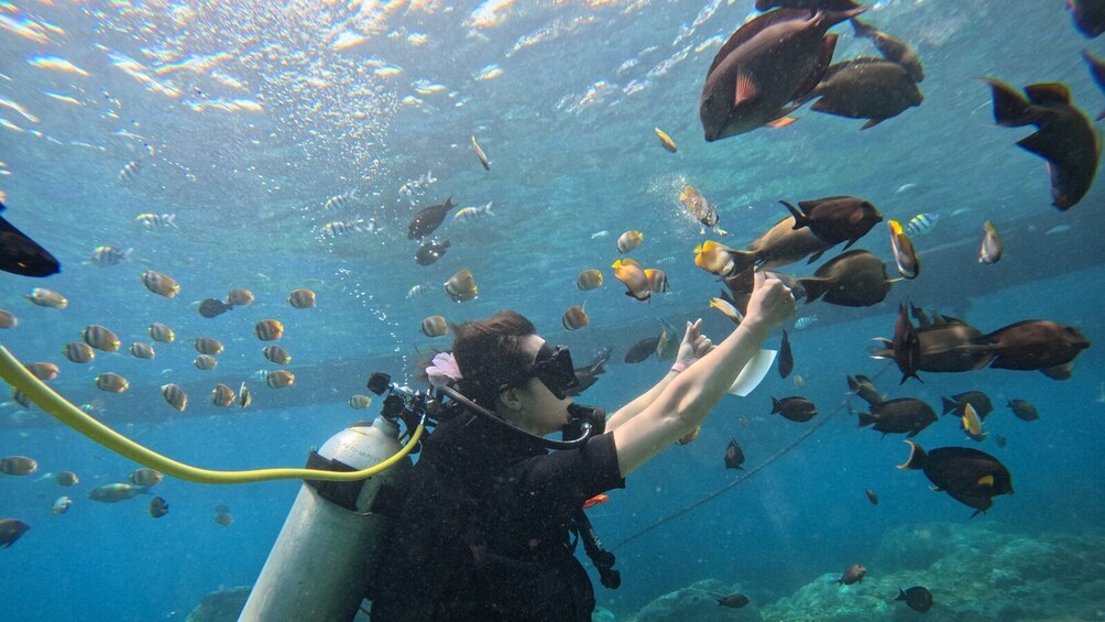 A diver surrounded by various fish species underwater. 5