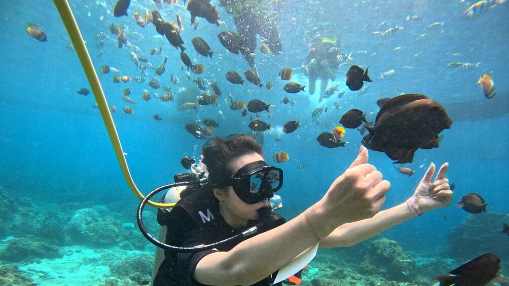 A diver underwater surrounded by various fish. 3
