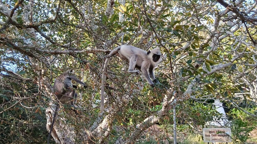Two monkeys on a tree branch in a forested area. 4
