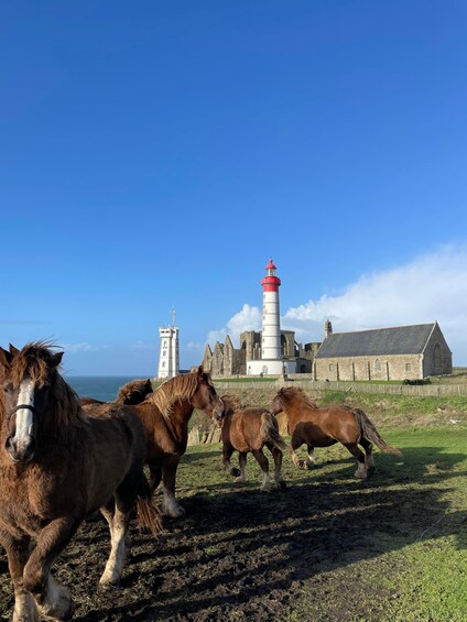 Horses grazing near a lighthouse and historic buildings. 5