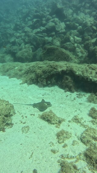A stingray on a sandy seabed with algae and rocks. 3