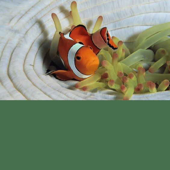 A clownfish among sea anemones. 5