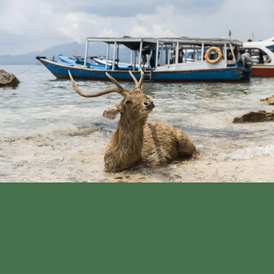 A deer-like animal with large antlers sitting on a sandy beach with boats in the background. 4