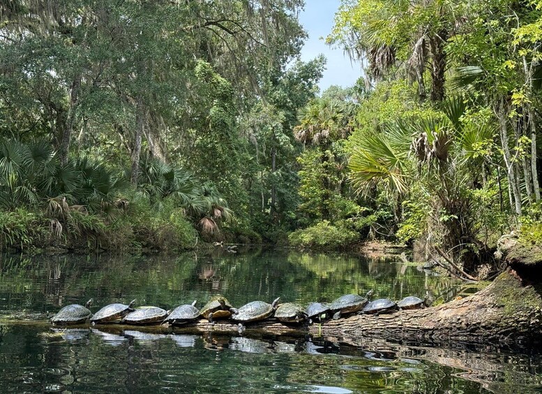 A group of turtles on a log in a forested river. 4