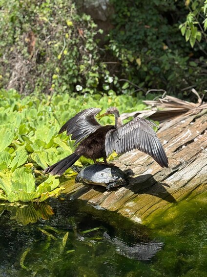 A bird with outstretched wings on a log over water, surrounded by greenery. 2