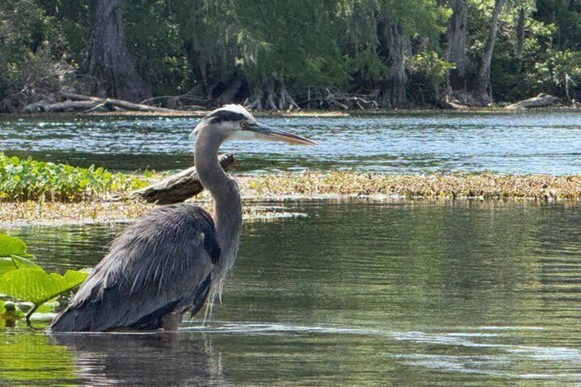 A heron standing in calm water with a forested background. 5