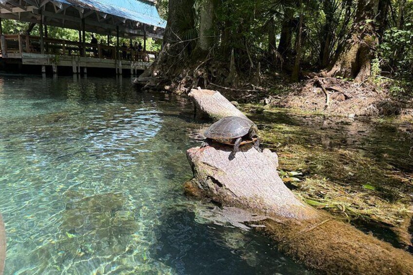 A turtle on a log in clear water, surrounded by trees and a wooden structure. 2